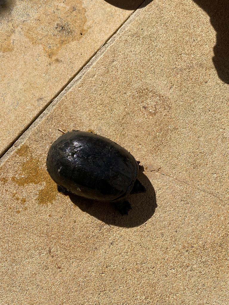 muskusschildpad Turtle - unknown for sale from Maurice Oosterwijk