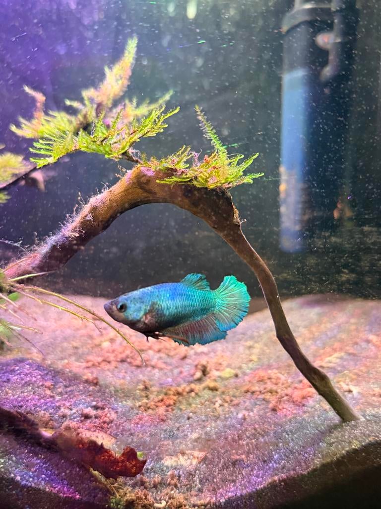Betta fish- Female Bettas for 5€, Vis