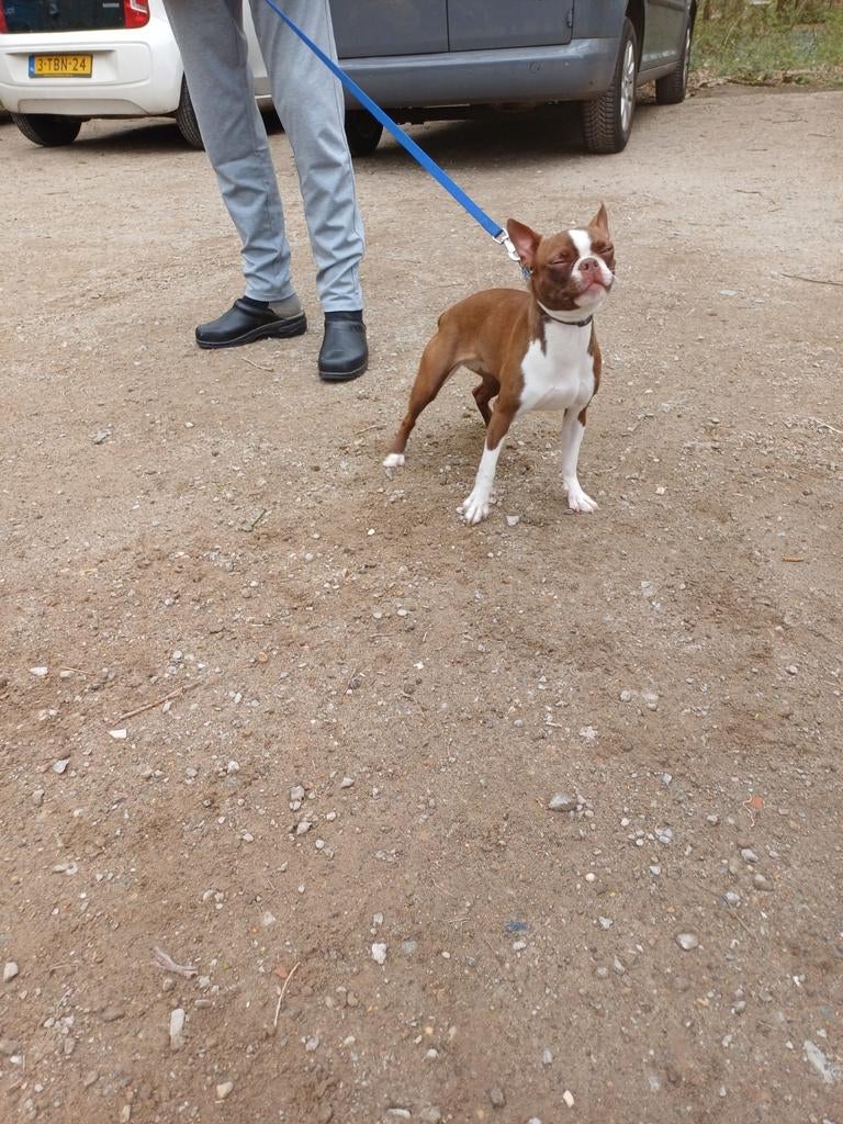 Boston terrier rood kleurig, 15 weken tot 1 jaar, Teef, Parvo, Bulldog