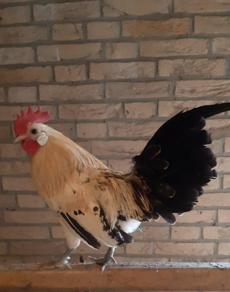 Groninger Meeuw kriel citroenpel haan, Dieren en Toebehoren, Pluimvee, Mannelijk, Kip