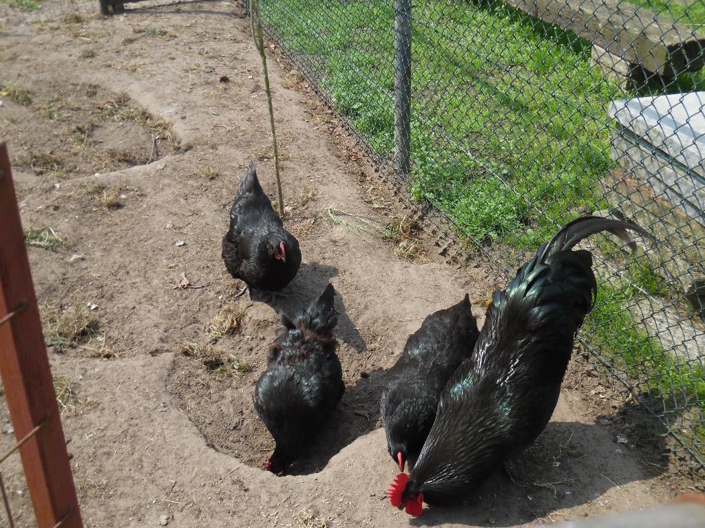 australorp hennen, Dieren en Toebehoren, Pluimvee, Vrouwelijk, Kip