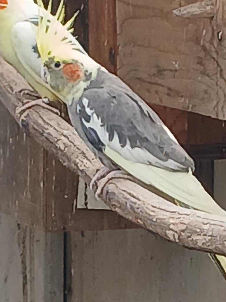 Valkparkiet, Dieren en Toebehoren, Vogels | Parkieten en Papegaaien, Vrouwelijk, Parkiet