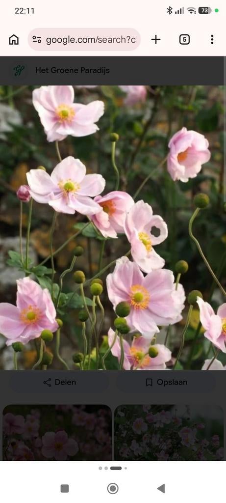 Lichtroze Anemoon scheurling, Ophalen, Overige soorten