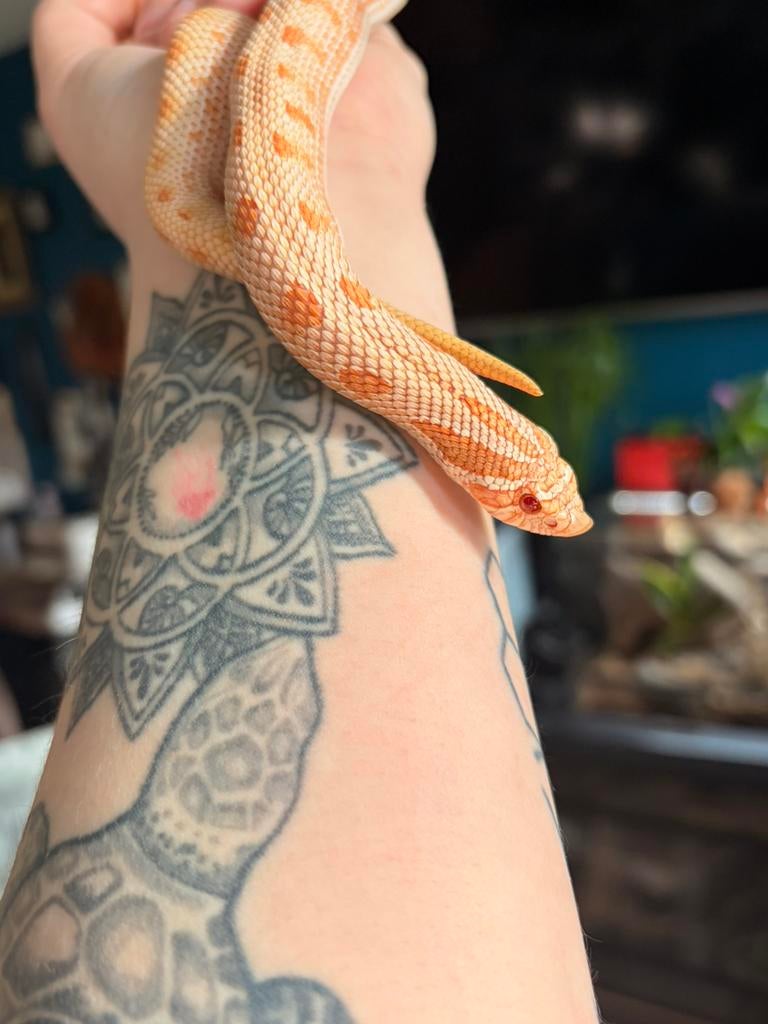 Prachtige haakneus met nog mooier terrarium Hognose Snake - male for sale from Suzanne Groen