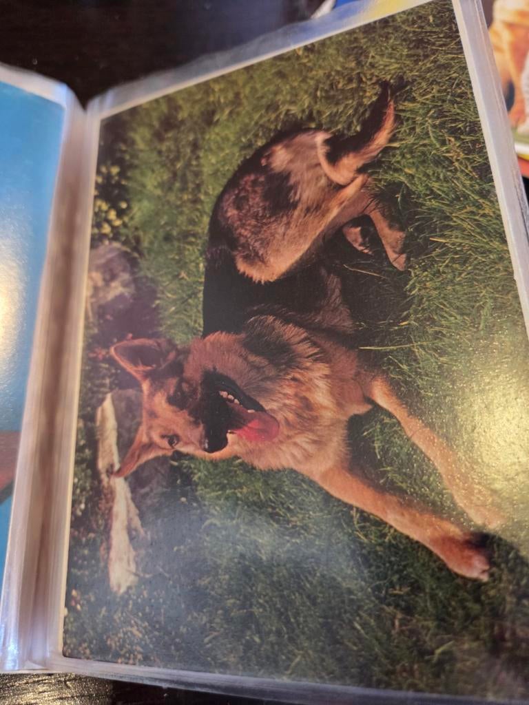 Vintage foto van een Duitse Herder, Verzamelen, Ansichtkaarten | Dieren, Ongelopen, 1960 tot 1980, Hond of Kat, Ophalen of Verzenden
