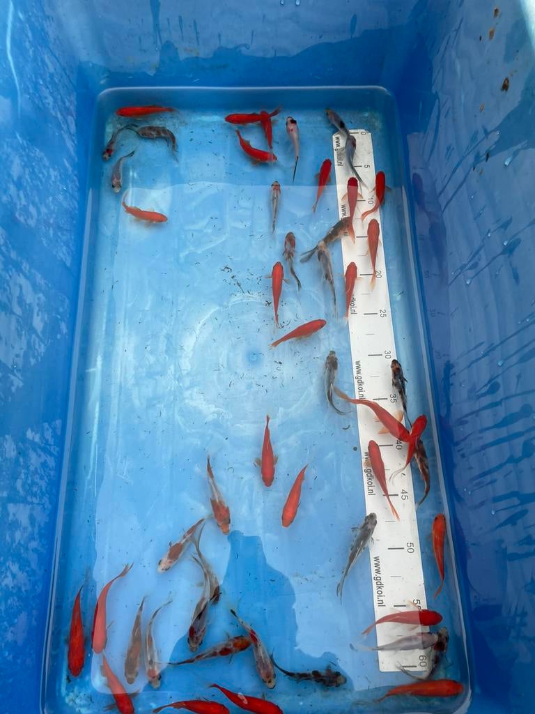 Kleine goudvissen en shubinkins, Goudvis(sen)