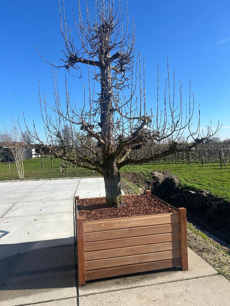 Fruitboom Conference in Bankirai bak 3 meter hoog, Ophalen, Lente, 250 tot 400 cm, Perenboom