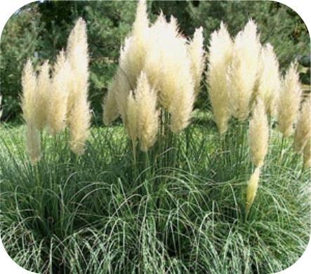 Cortaderia Seloana, Pampasgras, siergras met kwantum korting, Tuin en Terras, Planten | Tuinplanten, Ophalen of Verzenden, Vaste plant