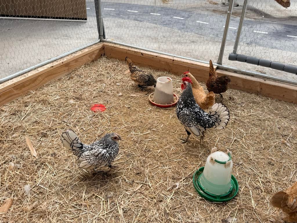 Sebright broedeieren, Dieren en Toebehoren, Pluimvee, Geslacht onbekend, Kip