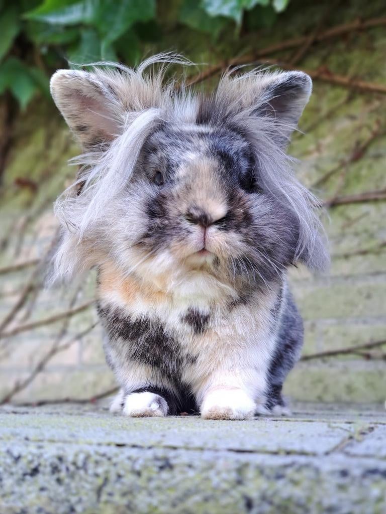 Lieve konijntjes voedster en gecastreerde ram