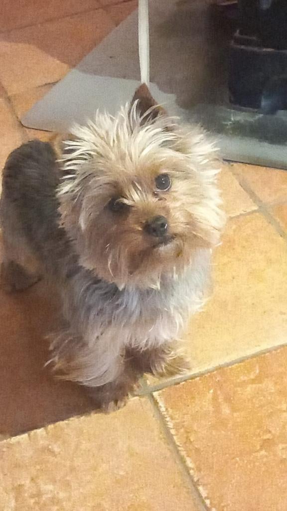 Dekreu yorkshire biewer terriër dus niet te koop!!!!, Dieren en Toebehoren, Honden | Dekreuen, Reu, 1 tot 2 jaar, Eén hond, Nederland