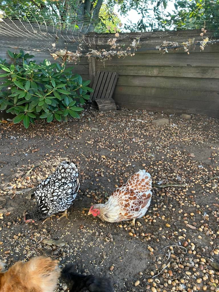 Wyandotte kriel kippen en haan, Dieren en Toebehoren, Pluimvee, Meerdere dieren, Kip