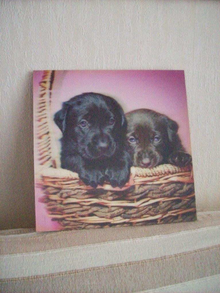 3D Honden /Panda/ Olifant/ Leeuw, Minder dan 50 cm, Gebruikt, Overige typen, Ophalen of Verzenden