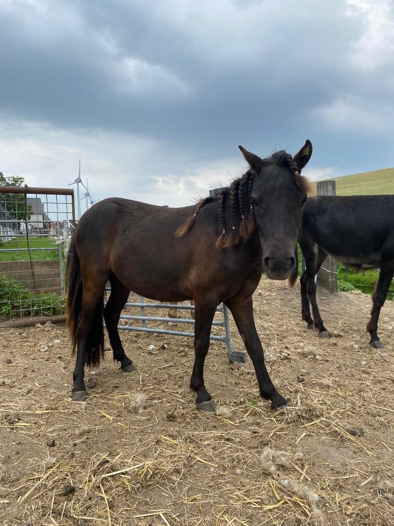 Lieve shetland merrie, Dieren en Toebehoren, Pony's, Niet van toepassing, 0 tot 2 jaar, A pony (tot 1.17m), Recreatiepony