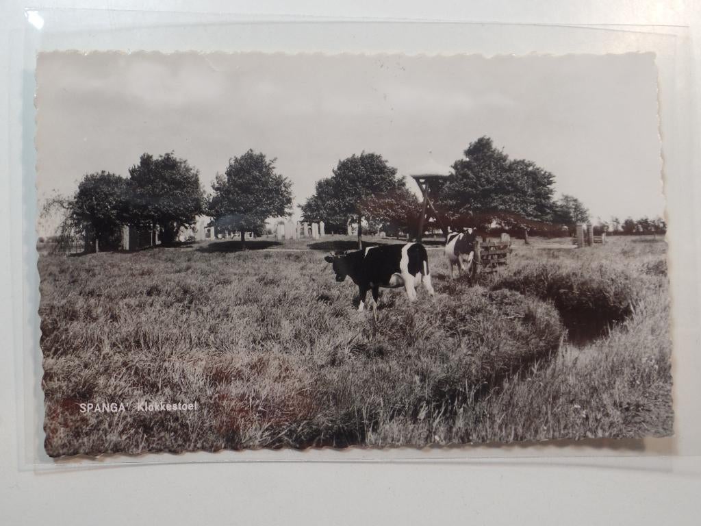 Spanga  koeien, Verzenden, 1960 tot 1980, Ongelopen, Friesland