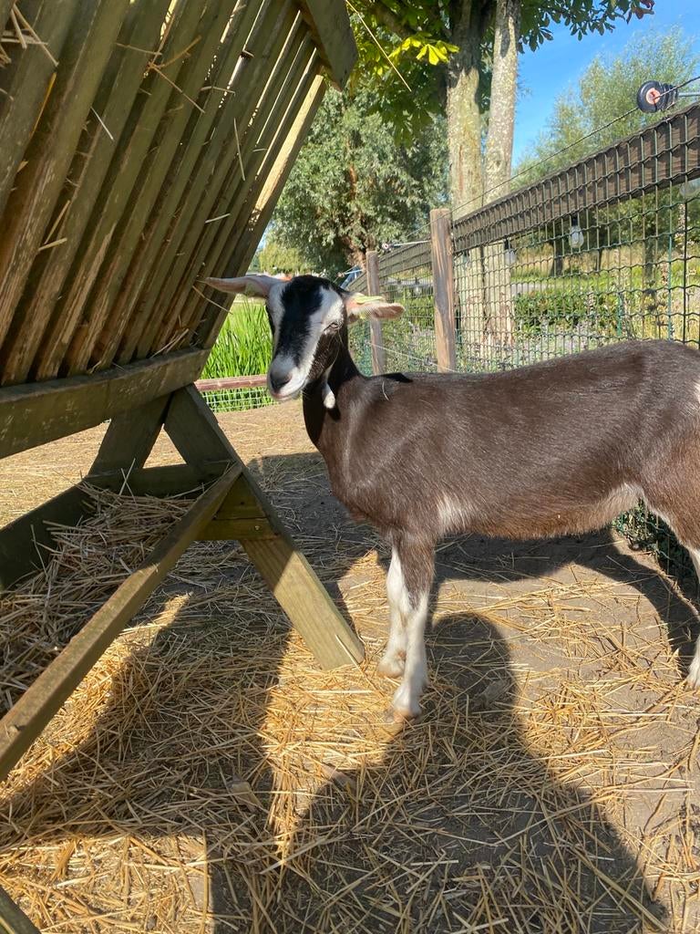 Melkgeit te koop, Vrouwelijk, Geit, 0 tot 2 jaar