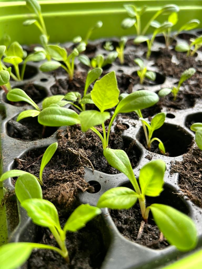 Dahlia zaailingen – €0,50 p/st, Tuin en Terras, Ophalen of Verzenden, Overige soorten, Volle zon