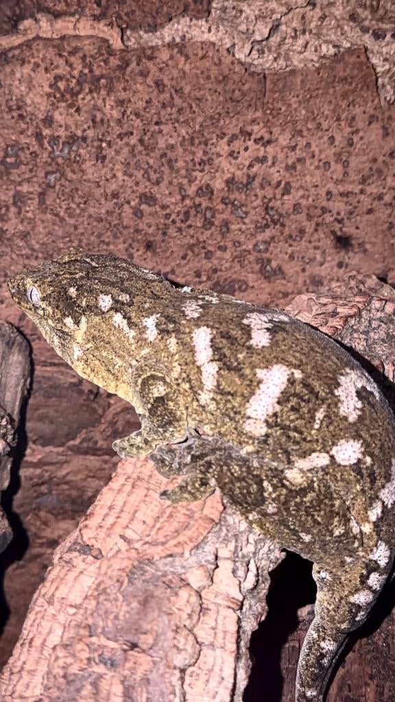 Rhacodactylus leachianus pine island 0.1 cb23, Dieren en Toebehoren, Reptielen en Amfibieën, Hagedis