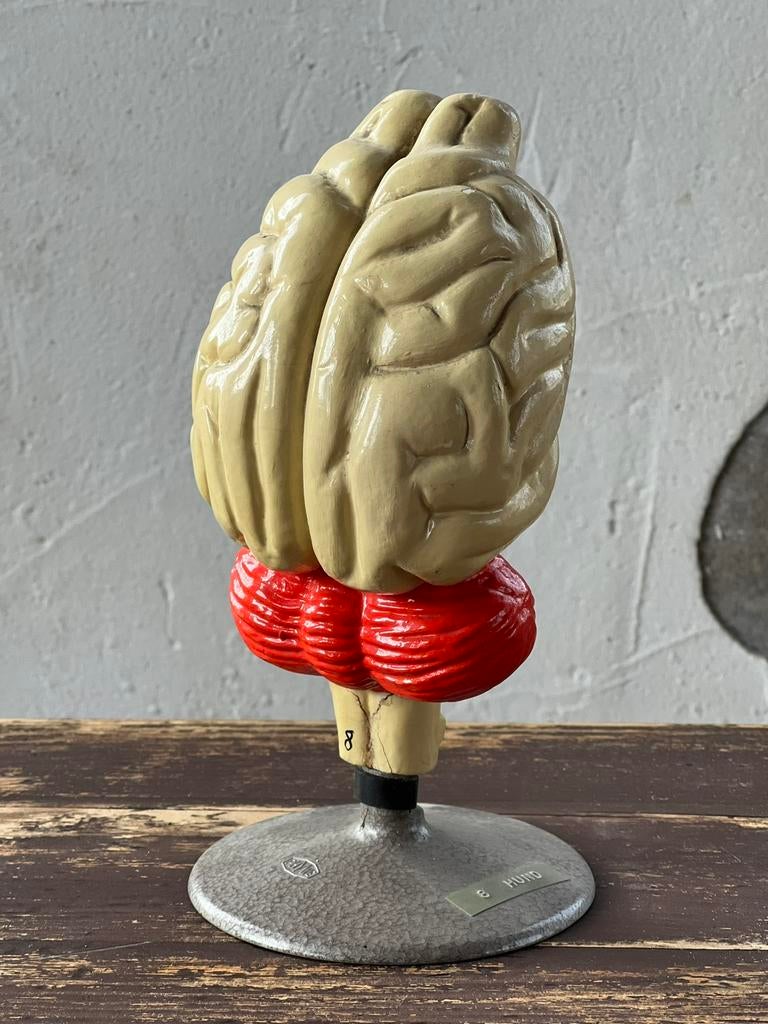 Zeldzaam anatomisch model Gips Hond hersens, Ophalen of Verzenden