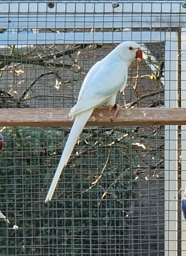 Halsbandparkiet opaline bleekstaart, Dieren en Toebehoren, Vogels | Parkieten en Papegaaien, Meerdere dieren, Parkiet