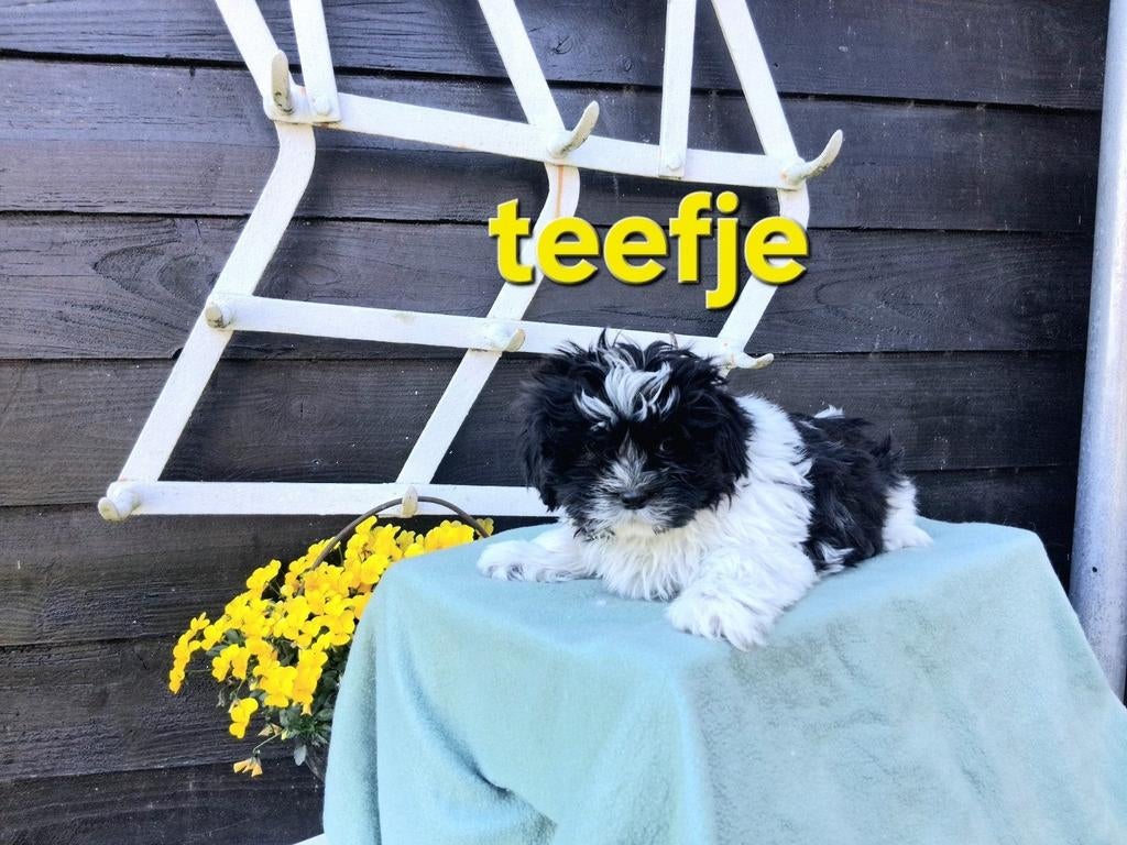 Te koop mooie speelse boomer pups, Parvo, 8 tot 15 weken, Meerdere, Meerdere dieren