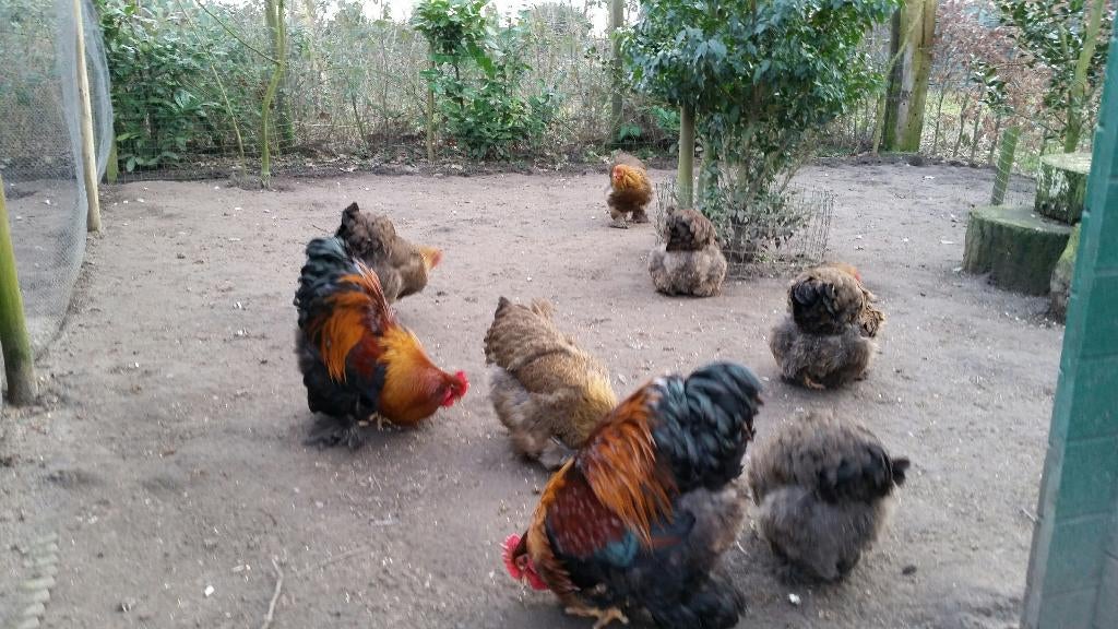 Broedeieren grote Cochin goudpatrijs, Dieren en Toebehoren, Geslacht onbekend, Kip