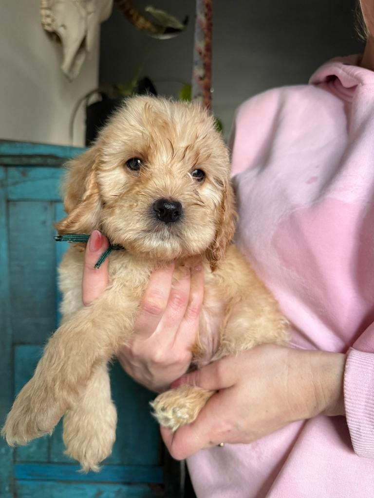 Huiskamernest cockapoo puppy’s zwart/merle/golden/blond, Overige rassen, 8 tot 15 weken, Parvo, Meerdere