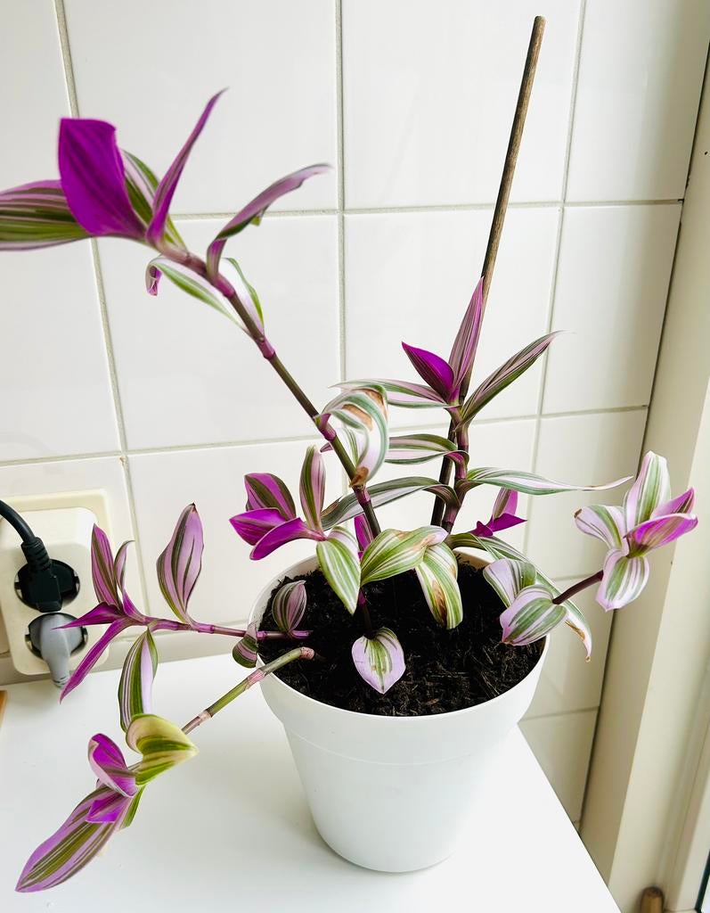 Super fleurige ‘Tradescantia Nanouk’, In pot, zie info, Overige soorten, In pot, Minder dan 100 cm, Bloeiende kamerplant