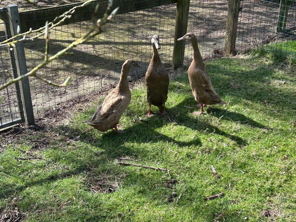 Te koop mooie bruine loopeenden., Dieren en Toebehoren, Vrouwelijk, Eend