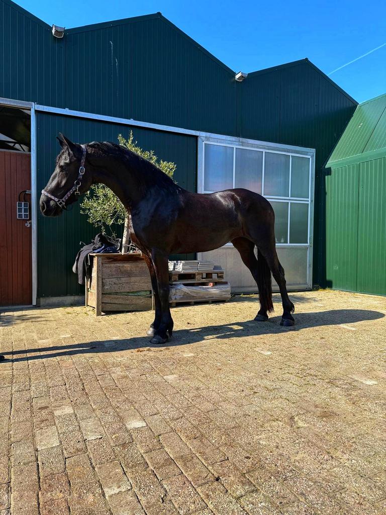 Super gave 3 jarige fries, Dieren en Toebehoren, Paarden, Merrie, Met stamboom, Dressuurpaard, Zadelmak