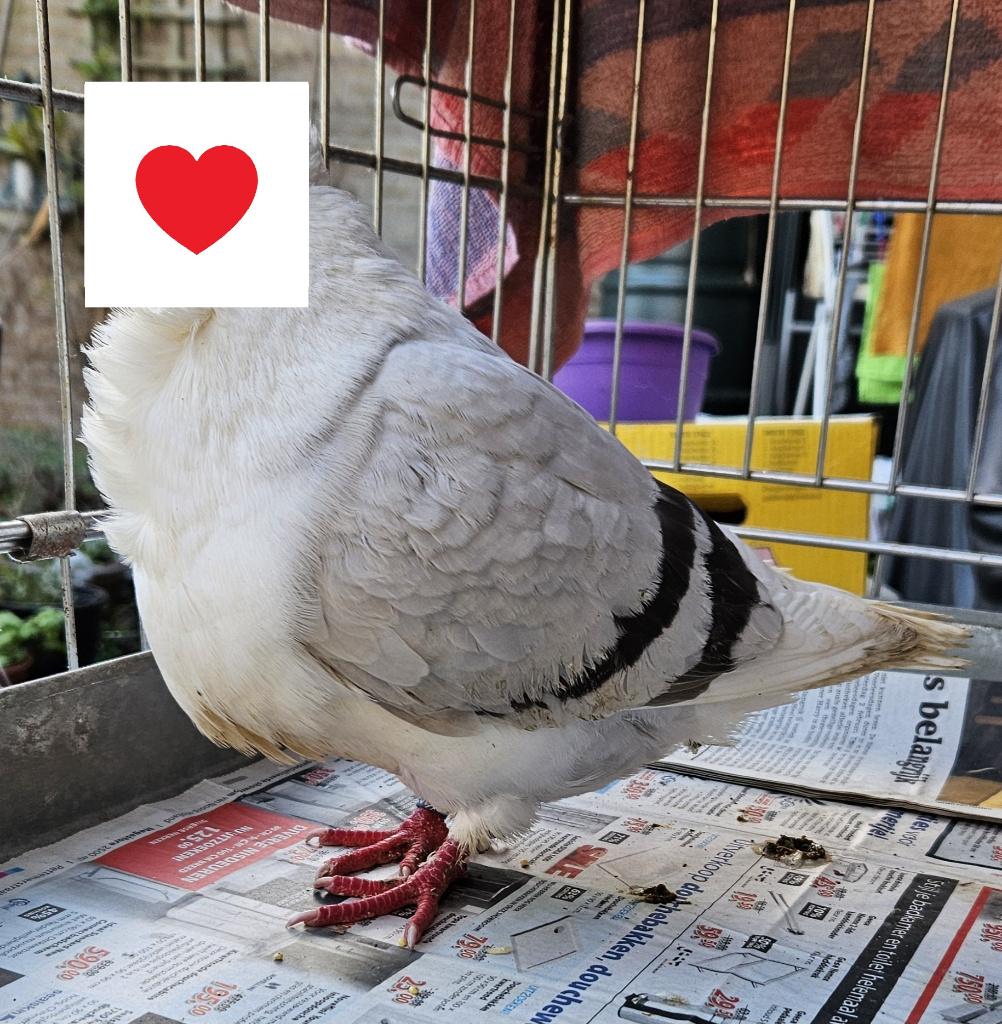 Duif sierduif gevonden, Vogel