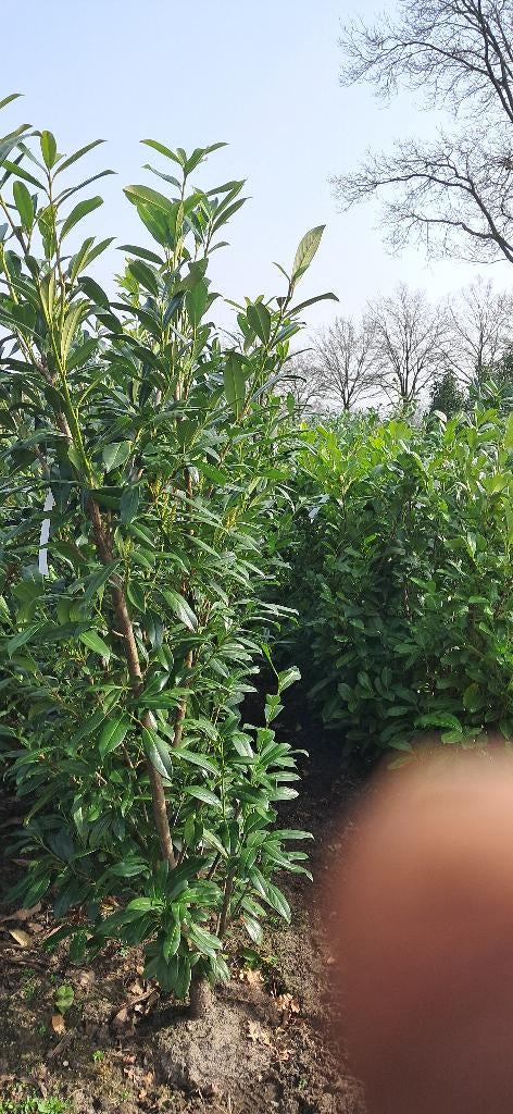 laurierplanten Prunus Caucasica 200 cm hoog, Tuin en Terras, Ophalen, Laurier, Struik, Minder dan 100 cm