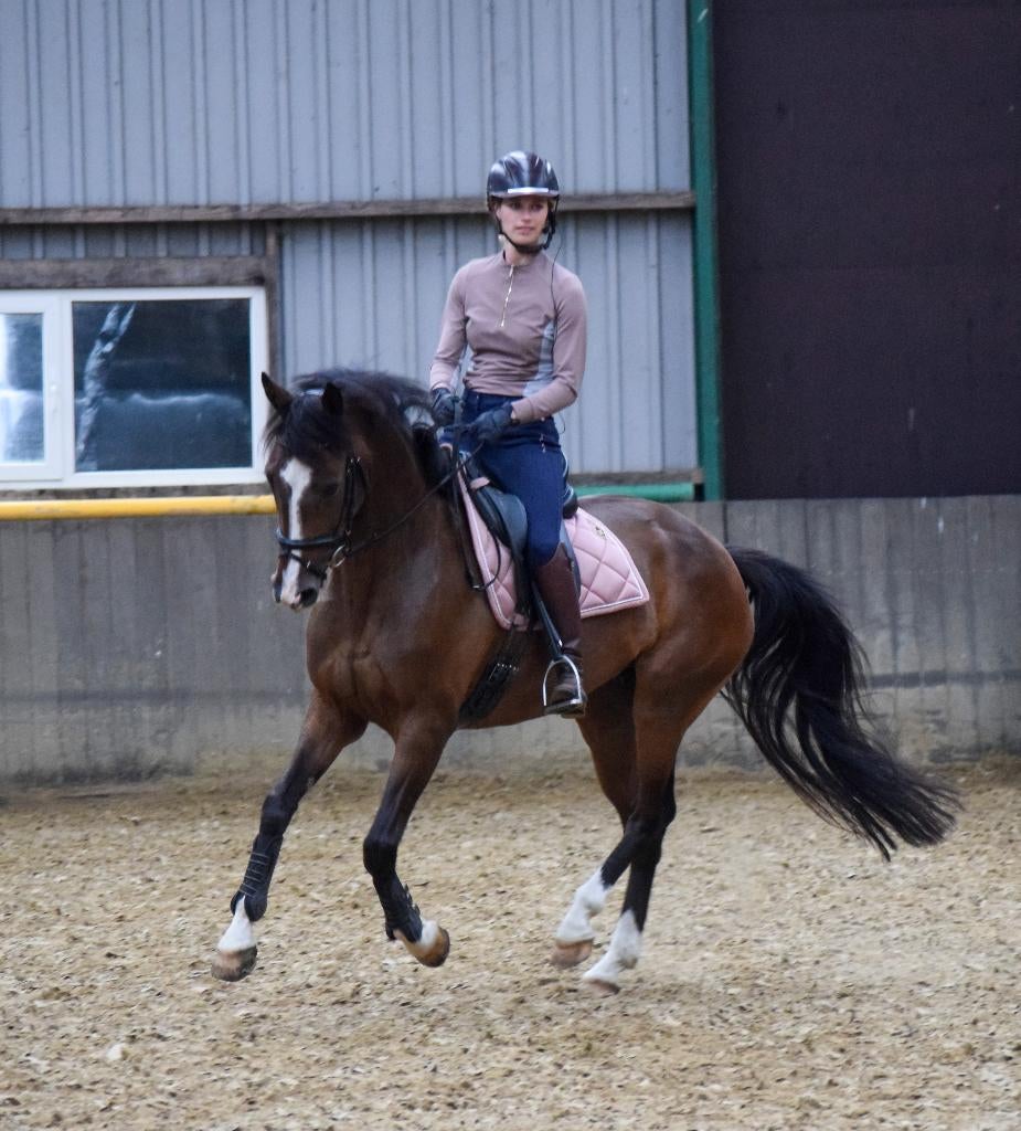 Bewezen fokmerrie met top-nakomelingen, Dieren en Toebehoren, Paarden, Merrie, Met stamboom, M, Dressuurpaard