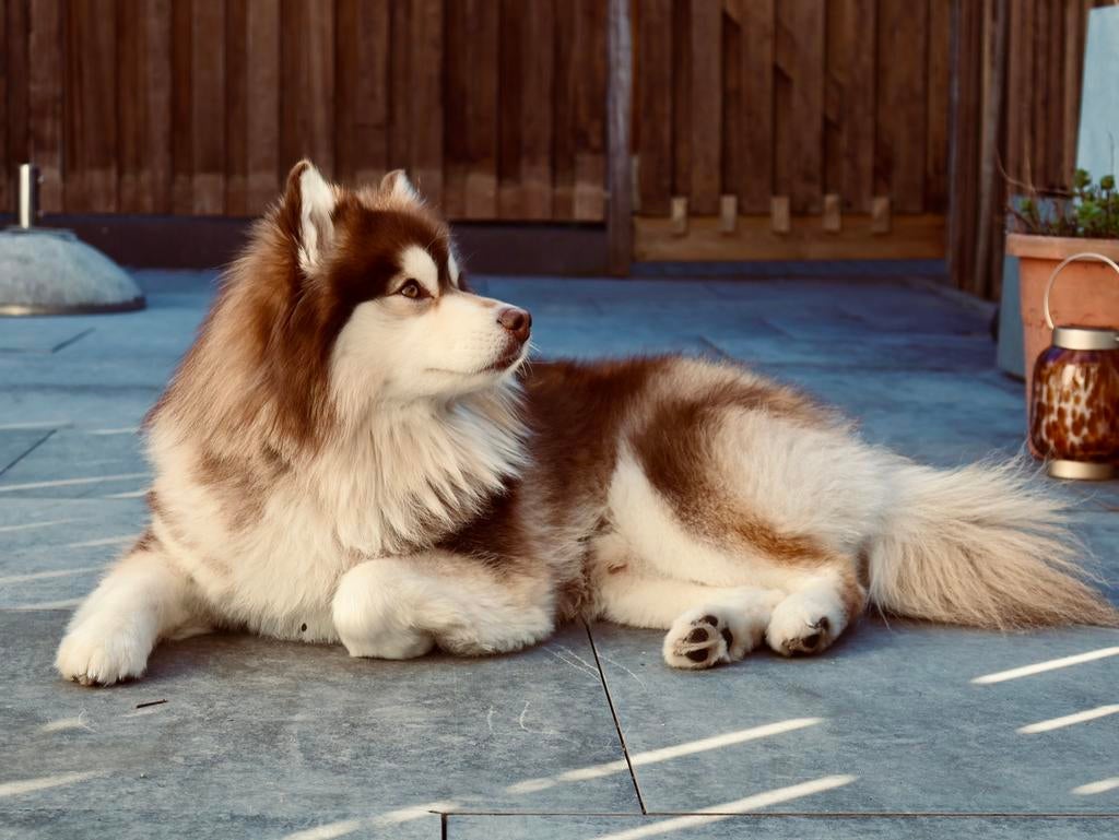 Dek reu Pomsky (niet te koop), 15 weken tot 1 jaar, Reu, CDV (hondenziekte), Eén hond
