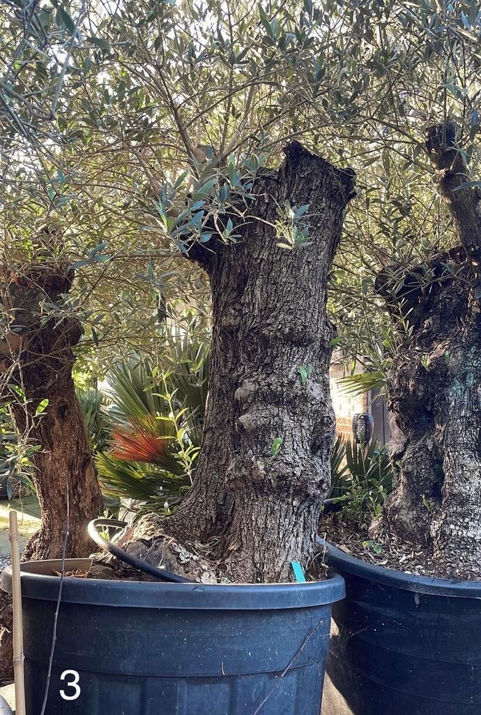 Te koop aangeboden oude olijfboom (Olea europaea)., Tuin en Terras, Bloeit niet, 100 tot 250 cm, Olijfboom, Ophalen