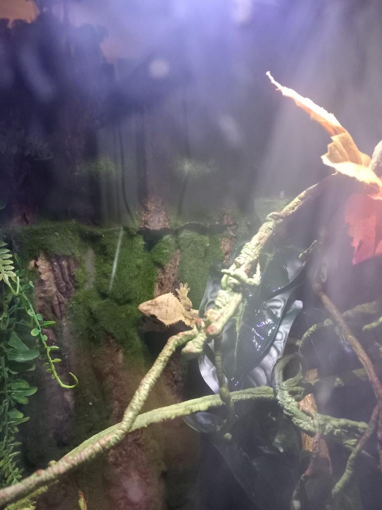 Wimpergekko met terarium, Hagedis, 0 tot 2 jaar