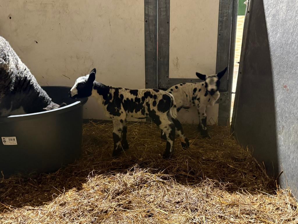 Bonte ooi met 2 ooilammeren zwoegervrij, Vrouwelijk, Schaap