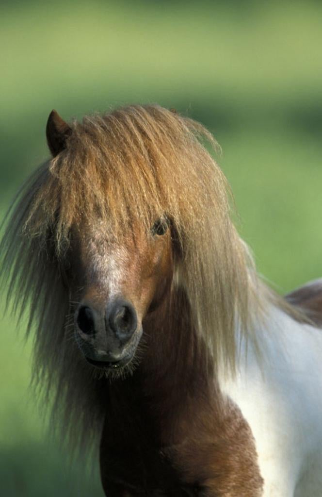 Gezocht weidegang en  stalling, Dieren en Toebehoren, Weidegang