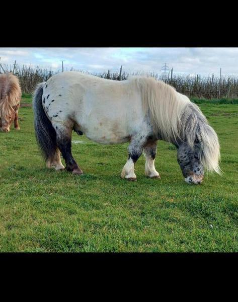 Ter dekking liefste pintaloosa hengst 78 cm, Hengst