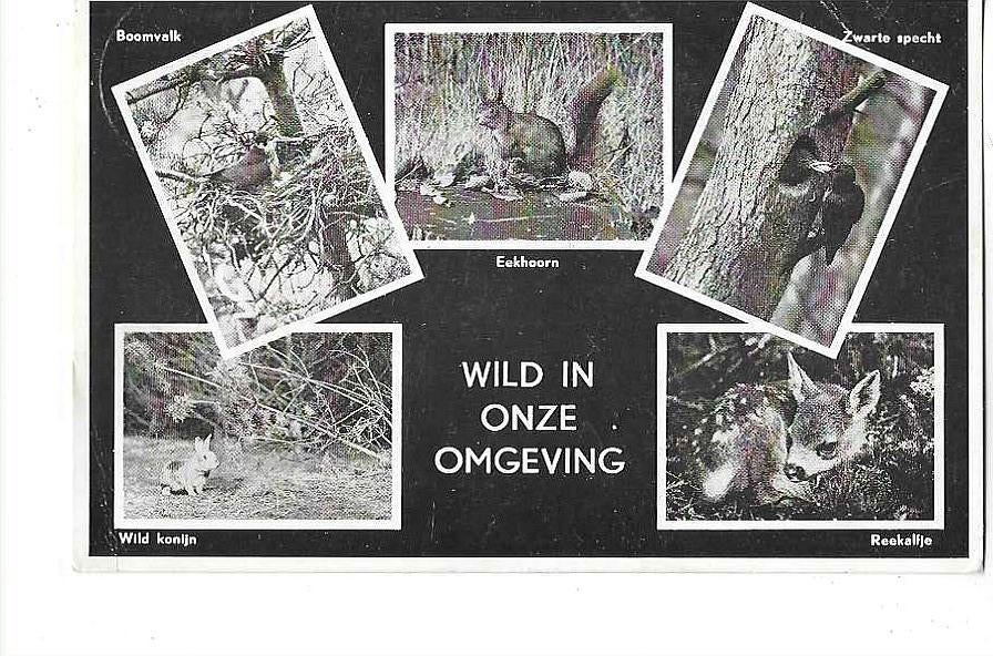 Putten, Ophalen of Verzenden, 1960 tot 1980, Gelopen, Gelderland