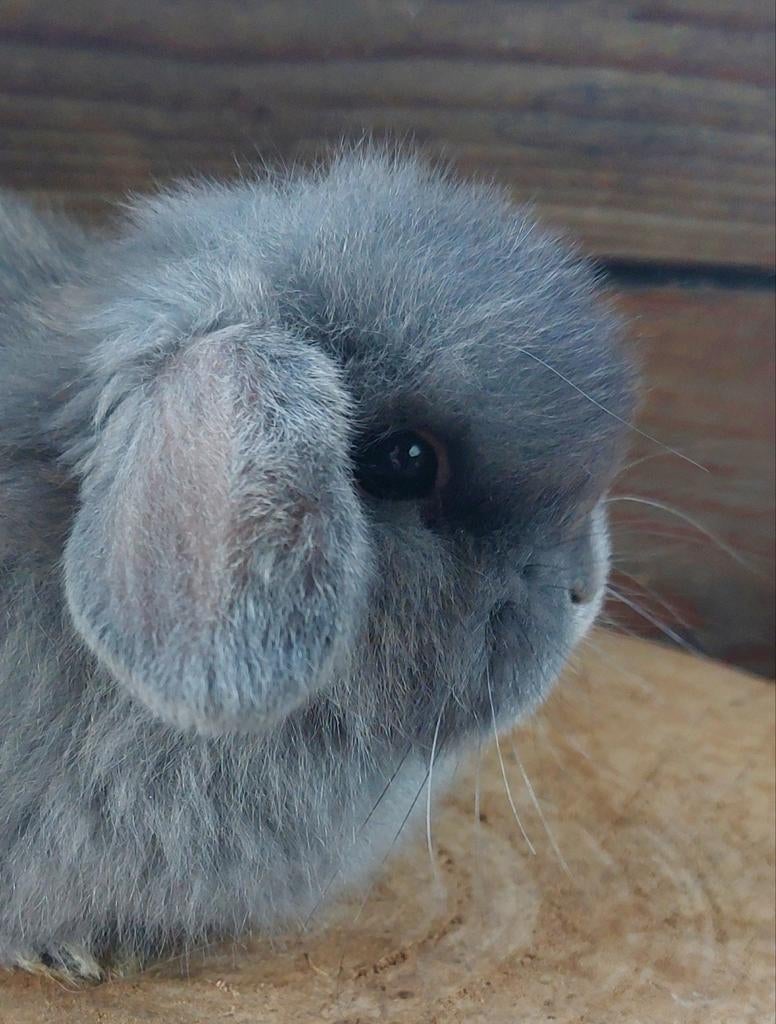 Minilop konijntje, Dieren en Toebehoren, Konijnen, Vrouwelijk, Klein, Hangoor, 0 tot 2 jaar
