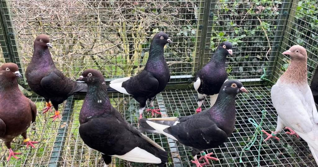 Amsterdamse hoogvlieger - vliegtype, Dieren en Toebehoren, Meerdere dieren, Overige soorten