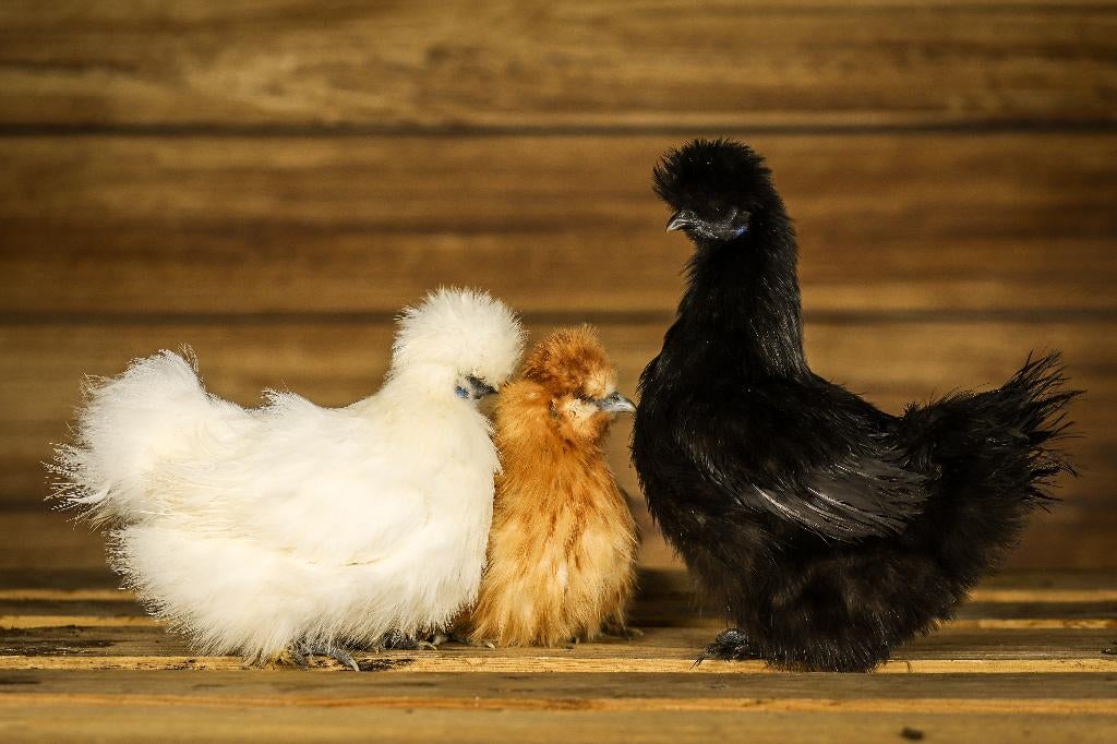 Zijdehoender krielen | Vriendelijke kippen | Passend advies, Vrouwelijk, Kip