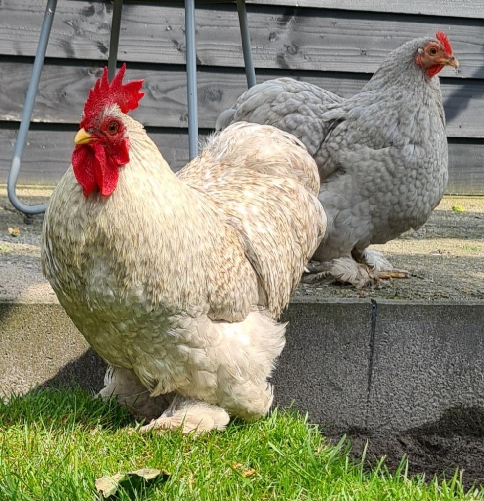 Cochin Kriel haantje, Dieren en Toebehoren, Pluimvee, Mannelijk, Kip