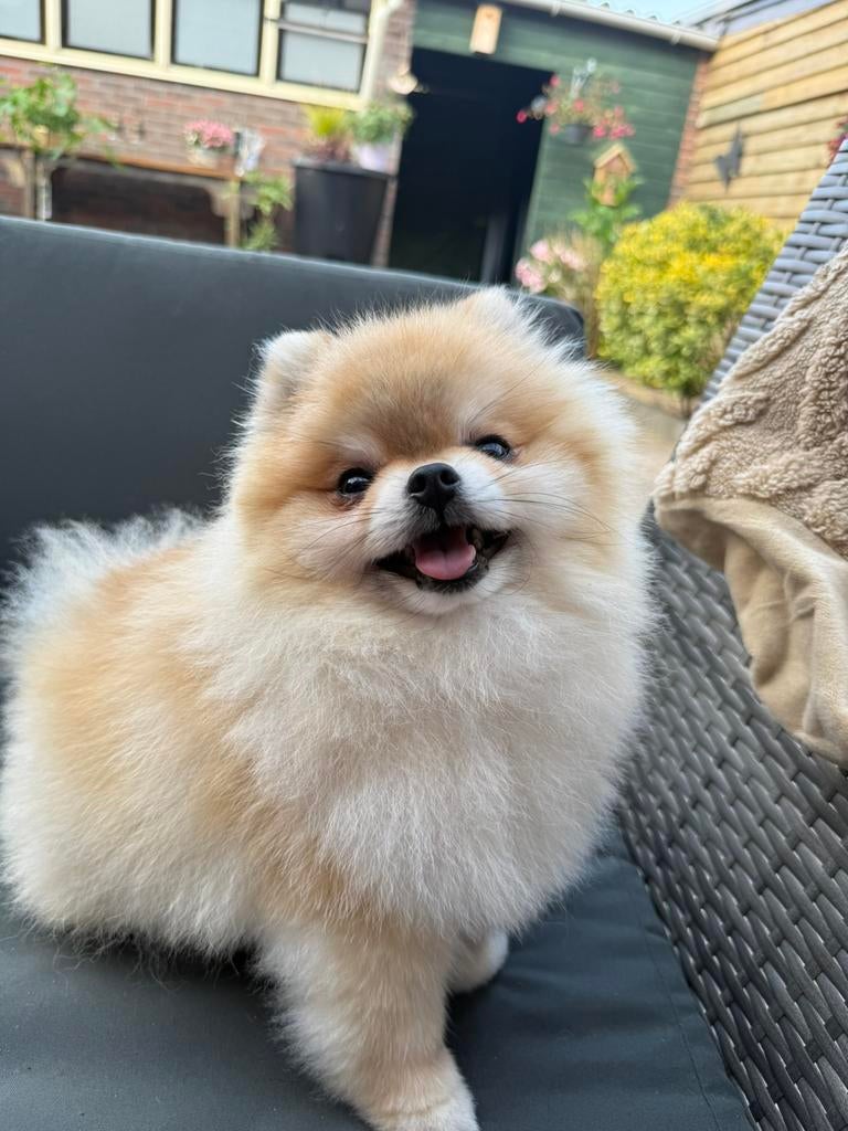 Dekreu aangeboden – Pomeriaan reu, Particulier, Reu, 1 tot 2 jaar, Buitenland