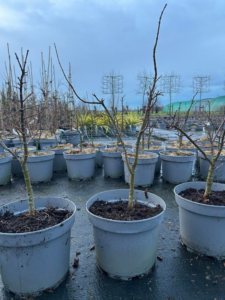 Acer Palmatum Shishigashira - Japanse Esdoorn, Ophalen, Esdoorn, Struik, Minder dan 100 cm