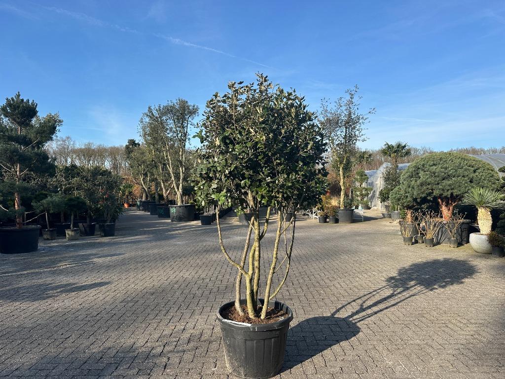 Exclusieve meerstammige steeneik ( Quercus ilex ) te koop!!!, Tuin en Terras, Planten | Bomen, 100 tot 250 cm, Zomer, Volle zon