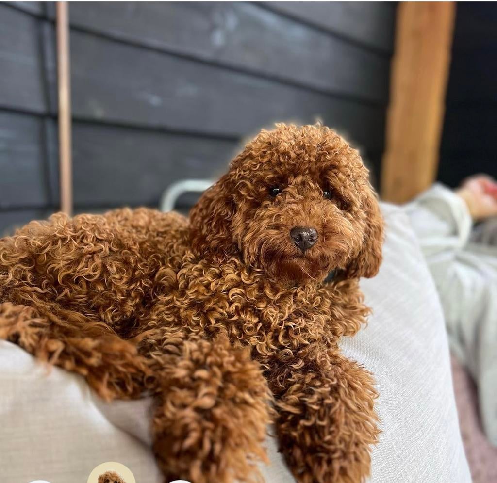 Toy / dwerg poedel dekreu, Reu, Parvo, Eén hond, 3 tot 5 jaar