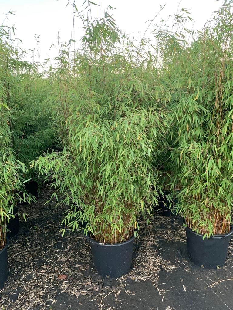 Fargesia Winter-Joy in 30 ltr container Locatie Zuidwolde, Tuin en Terras, Planten | Tuinplanten, Ophalen, Vaste plant, Siergrassen