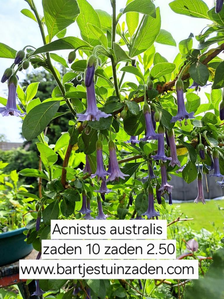 Zaden Acnistus australis, Ophalen of Verzenden, Volle zon